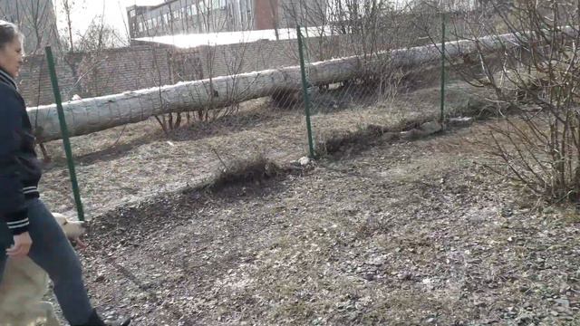 Работает голден ретривер Едмонд. Дрессировка голдена ретривера смотреть онлайн