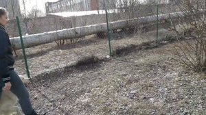 Работает голден ретривер Едмонд. Дрессировка голдена ретривера