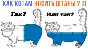 ПОМОГИ КОТУ НАДЕТЬ ШТАНЫ ))) | Приколы с котами | Мемозг 1459