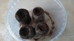 Посев семян Цикламена.