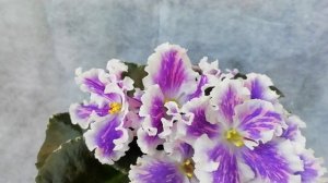 ВаТ-Птица счастья