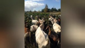 ВЕСЕЛЫЕ КОЗЫ / ОЧЕНЬ ПОЛЕЗНЫЕ ЖИВОТНЫЕ