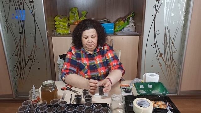 Выращивание рассады/посев баклажан. Часть 1