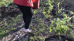 Весенняя подкормка и обработка смородины