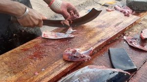 SKIPJACK TUNA FISH CUTTING