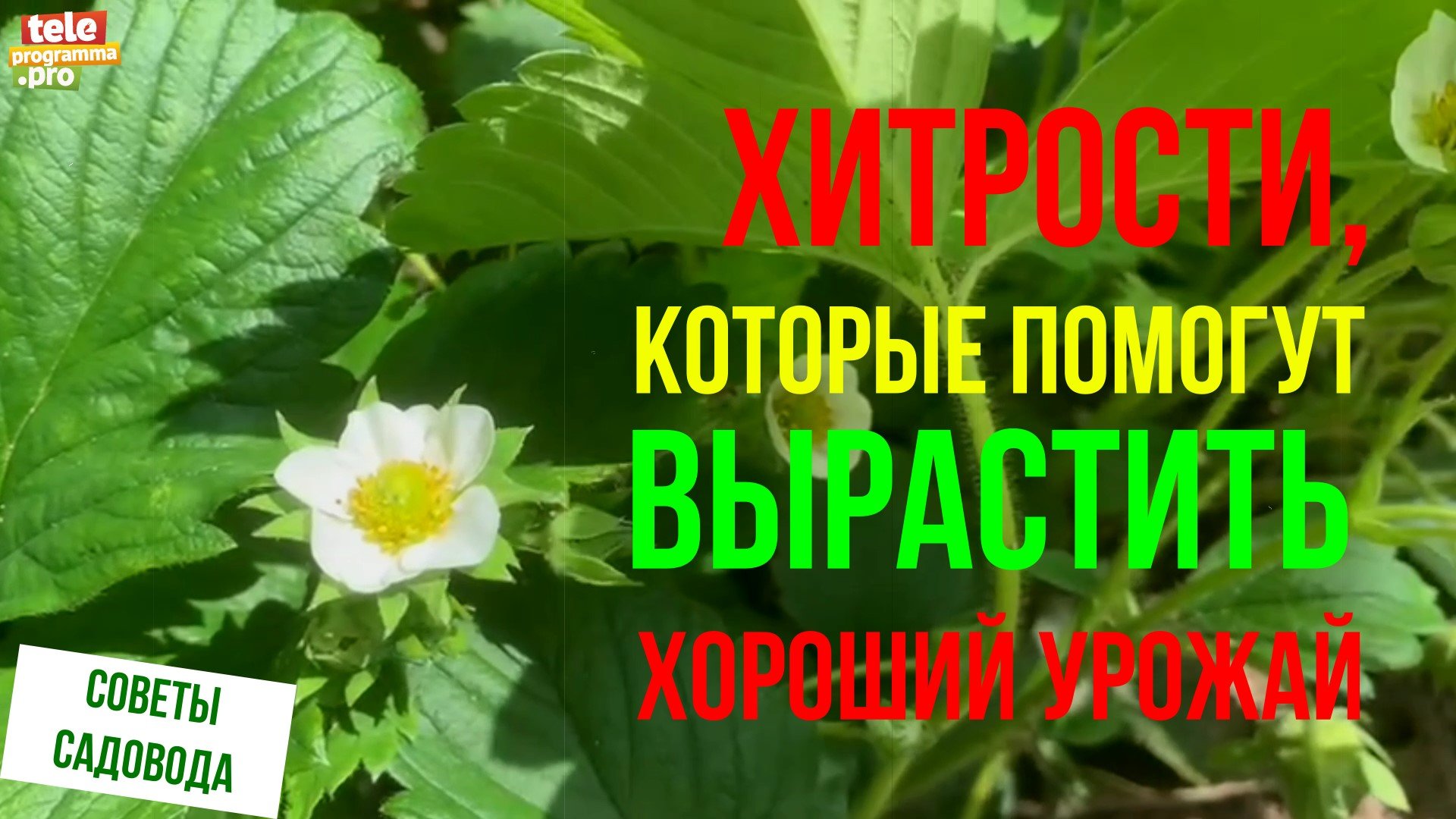 Хитрости, которые помогут вырастить хороший урожай