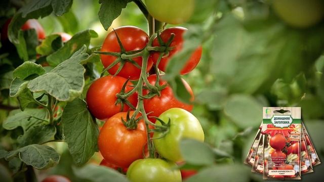 Звезда теплицы! Томат алая каравелла f1. смотреть онлайн