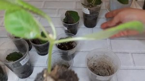 Проверяем какие клубни глоксиний выросли от листа и от укорененной макушки .