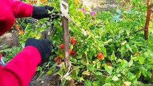Обзор томата '' Монпасье ''. В не ухоженном состоянии.