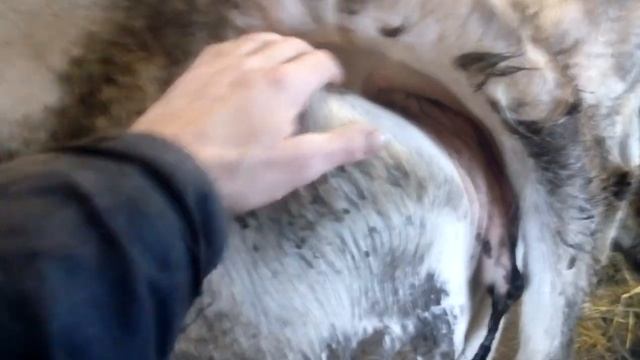 Признаки скорого отела коровы, скоро отел, корова перед отелом, сегодня отел смотреть онлайн