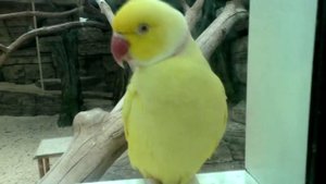 Самые большие змеи !!!  Змеи убийцы! Опасные крокодилы.  Гигантские рыбы и многое другое