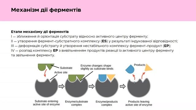 Біохімія. Ферменти.