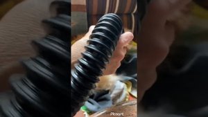 Сушка шпица Илюшки компрессором Tenberg Wind Home  без проблем!