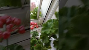 Пеларгония Red pandora тюльпановидная