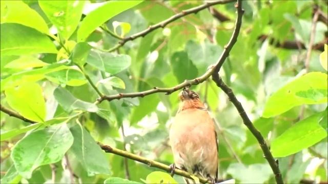 Зяблик с кормом для птенцов. смотреть онлайн