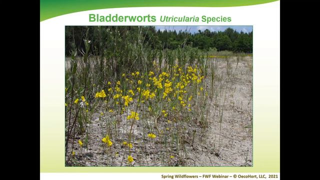 Spring Wildflowers смотреть онлайн