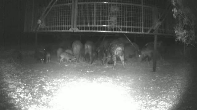 Dustin Lucas - Double Down Hog Control смотреть онлайн