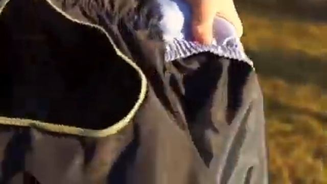 НЬЮФАУНДЛЕНД И КОМБИНЕЗОН || СОБАКА И ОДЕЖДА | ЧИТАЙТЕ ОПИСАНИЕ❌❌❌?? смотреть онлайн