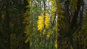 Бобовник "Золотий дощ" в саду.