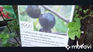 Какая цена на саженцы во Владивостоке.