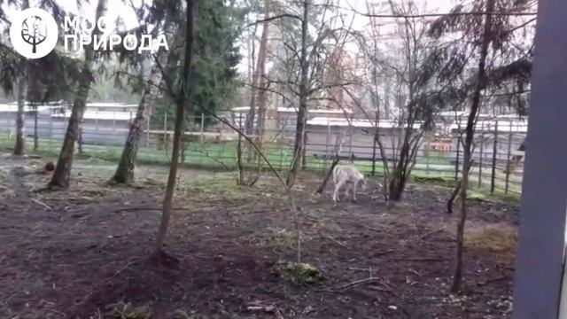 Лань Яша из зеленоградского “Дома Лани” сбросил рога