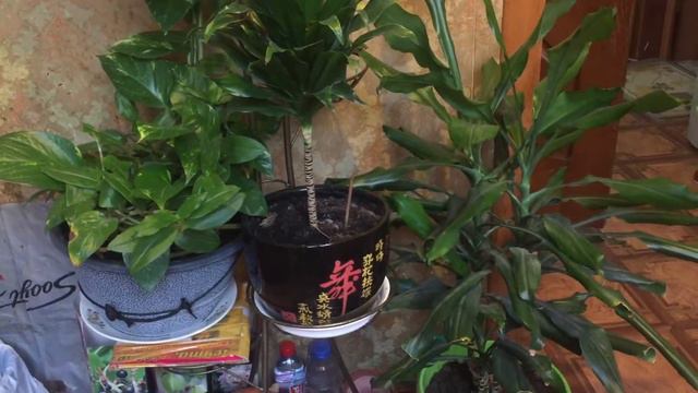 ngày 3 tháng 2, 2019 смотреть онлайн