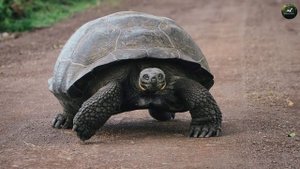 Интересные факты про черепах