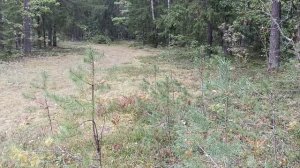 МЕТАЛОКОП! НАХОДКИ СУПЕР! КЛАССНЫЙ КОП МЕТАЛЛА В ЛЕСУ!