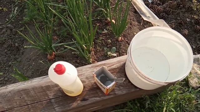 Срочно спасаем крыжовник от мучнистой росы смотреть онлайн