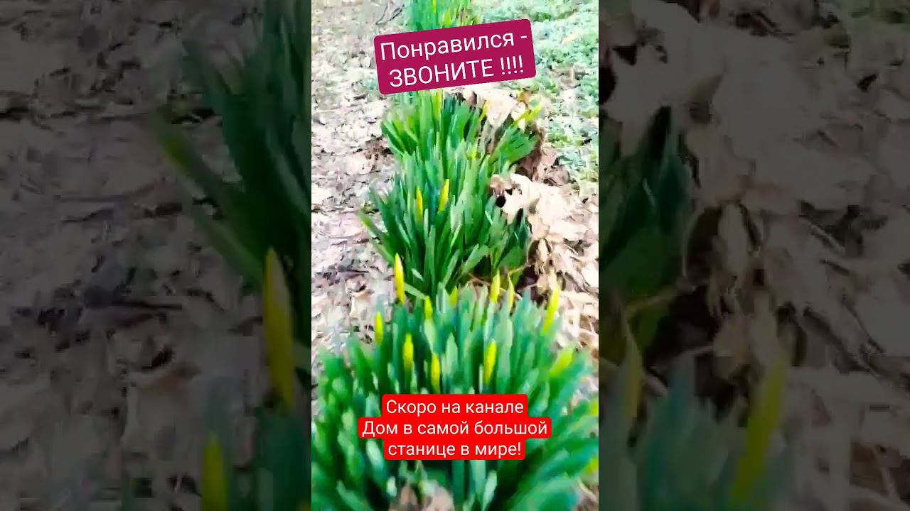 Шикарное домовладение недалеко от моря. станица Каневская. 4 500 000 ₽ ТОРГ! 89245404992