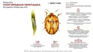 Клоп вредная черепашка. Борьба с вредителем