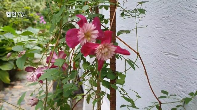 🌳 Hepburn's garden 🌳     ☔ 클레마티스 아방가르드☔  🖼 Clematis avant garde  🖼