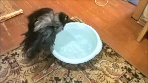 Ворона Капля купается в SlowMo
