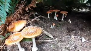 Beautiful Amanita m. Village! OREGON Coast