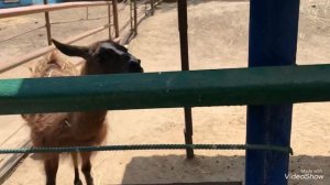 КРУПНЕЙШИЙ ЗООПАРК ДНР.С.ПРИДОРОЖНОЕ.СТАРОБЕШЕВСКИЙ РАЙОН.20 000 ЖИВОТНЫХ.ДОРОГА НА ЗООПАРК.ДОНЕЦК.