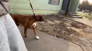 Немецкий боксер.Путь ДРАКОНА.Встречи с собаками