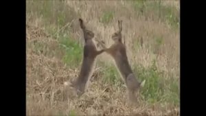 зайцы дерутся
