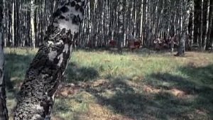 Бони Нем Кострома