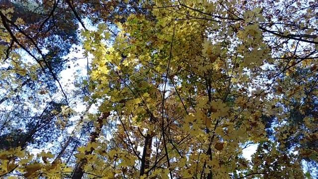 ПОСЛЕДНИЙ ЖЁЛТЫЙ ЛИСТ КРУЖАСЬ УПАЛ В ТРАВУ смотреть онлайн