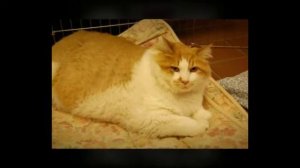 TOP 3 Самые толстые коты в мире