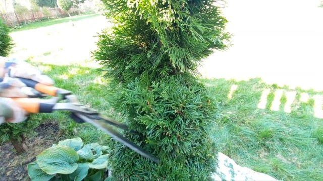 СПИРАЛЬ ИЗ МОЛОДОЙ ТУИ. Формировочная стрижка смотреть онлайн