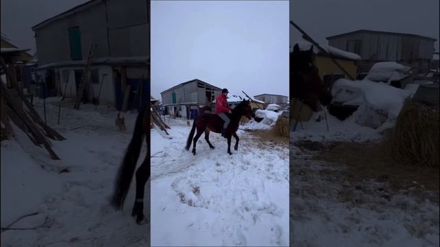 Скинет ли меня лошадь? Объездка в первый раз