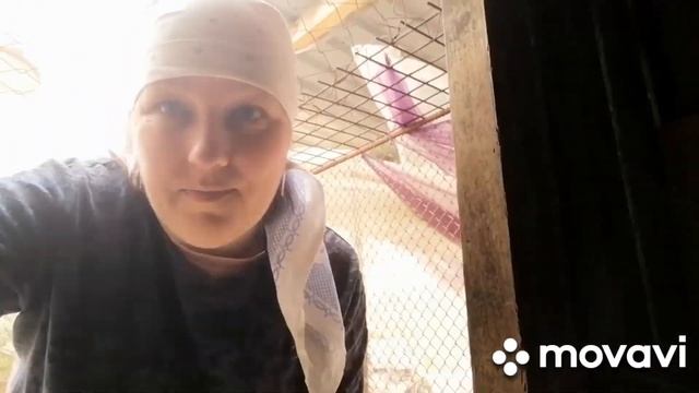 Куры-несушки и бройлеры на даче. Заморозки в Красноярском крае. #дача #дачныйучасток #огородныеидеи
