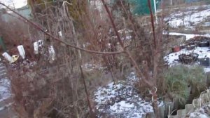 05 01 20г  И опять про абрикосы в Подмосковье  Часть 3