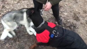 Доберман vs Хаски. Страшно?