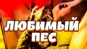 ЛЮБИМЫЙ ПЕС (угар, приколы, фейлы)