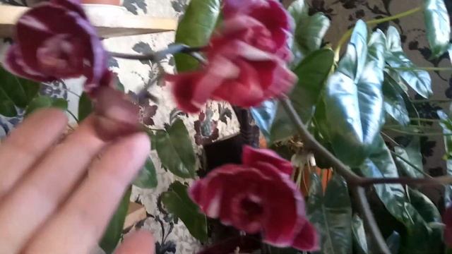 Орхидеи Каменная роза и Ларк сонг не устают цвести ! смотреть онлайн