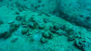 Морские ЕЖИ, морской ГРЕБЕШОК. Собираем и ПРАВИЛЬНО едим.