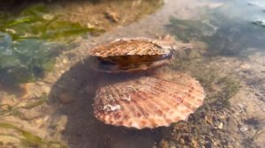 海灘上黃金巨大黃花魚擱淺，牛牛攝影師趕快跑來收了，還抓到好幾只大八爪魚【牛牛赶海海鲜】