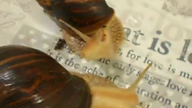 УЛИТКИ .ВИДЕО. смотреть онлайн